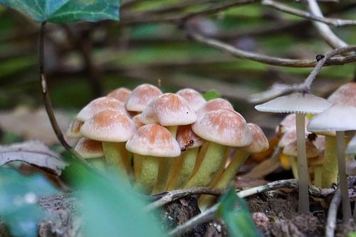 Grove of mushrooms in Dutch forest