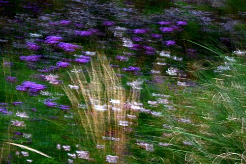 BLUMENWIESE 15