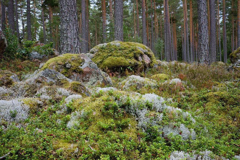 Sweden 277 by Geertjan Plooijer