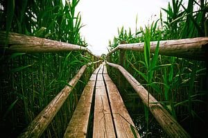 Green Path I - Never give up!