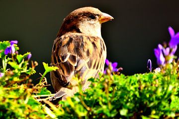 House sparrow and Campanula by Arno-Jan Boere