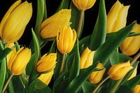 Yellow tulips against a black background