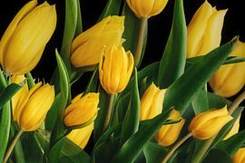 Gelbe Tulpen vor schwarzem Hintergrund