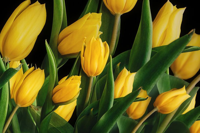 Yellow tulips against a black background by Sabine Schemken