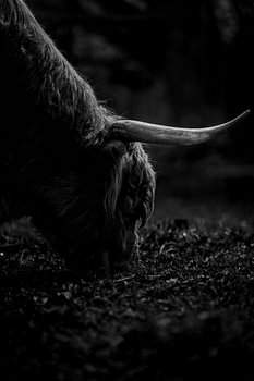 Scottish Highland black and white
