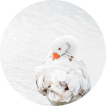 Gans Rustend in Zacht Licht met Gelaagd Verenpatroon