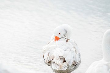 Gans Rustend in Zacht Licht met Gelaagd Verenpatroon