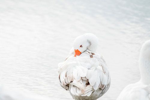 Gans Rustend in Zacht Licht met Gelaagd Verenpatroon