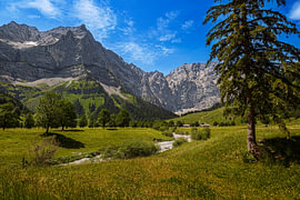 Large maple grove in the Karwendel Nature Park in the Risstal valley, Hinterriss