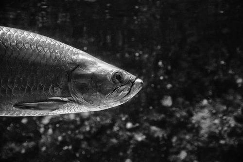 Vis in zwart/wit