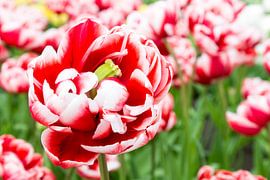 Enkele rood-witte tulp met vele tulpen op achtergrond