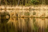 Weerspiegeling van gele graspollen in een ven