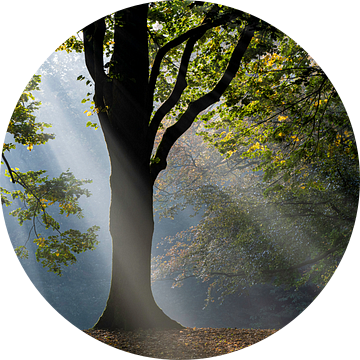 Zonnestralen door de herfstbladeren van een boom