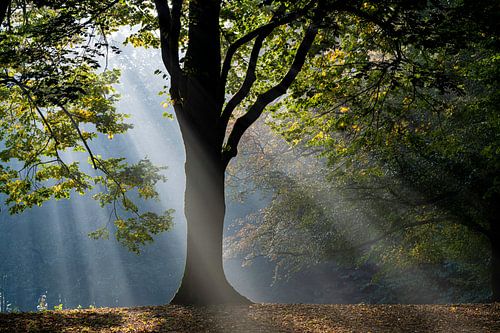 Zonnestralen door de herfstbladeren van een boom
