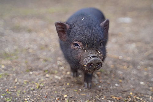 Mini biggetje bij zijn eerste uittocht op de boerderij.