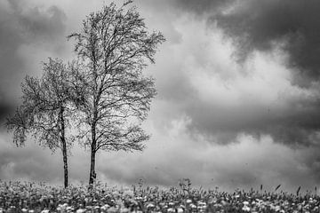 Birke mit Wolken in Schwarz und Weiß von Piet Spierings