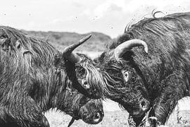 Scottish Highlander bulls in combat by Anne Zwagers
