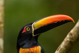 Een vuursnavelarassari in Costa Rica van Bjorn Donnars