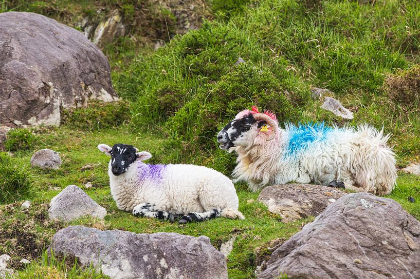 Irish Sheep (Ireland) by Marcel Kerdijk