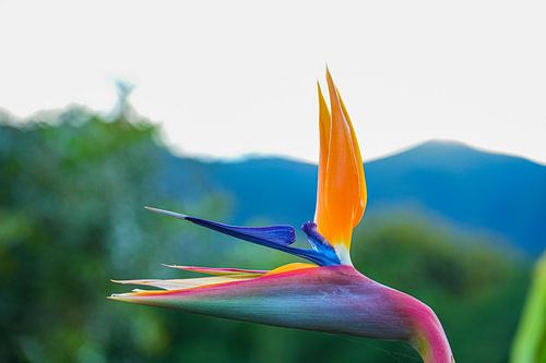 Plante perroquet