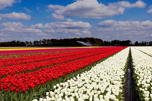 Tulpen in Holland, bollenvelden Nederland.