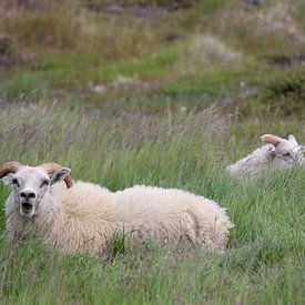 Schapen in een weiland op IJsland van Phillipson Photography