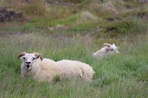 Schapen in een weiland op IJsland