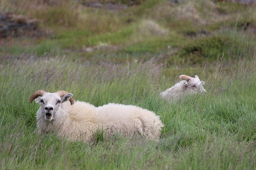 Schafe in einer Weide auf Island von Phillipson Photography