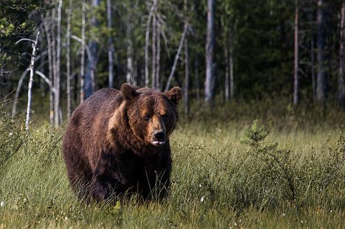 Bär streckt in Finnland die Zunge in die Kamera