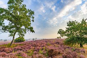Flowering Heather plants in Heathland landscape during sunrise in summer
