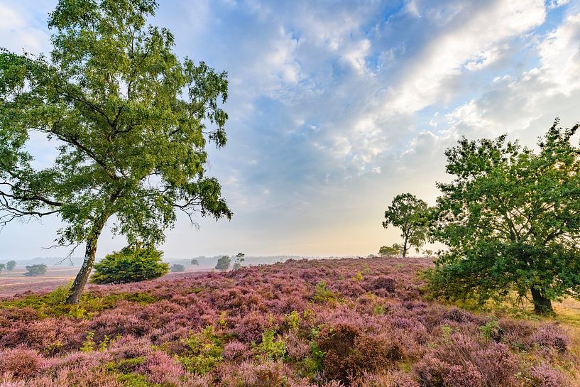 Bloeiende heideplanten in heidelandschap tijdens zonsopgang in de zomer van Sjoerd van der Wal Fotografie
