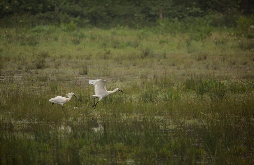 spoonbills by Frank Smedts