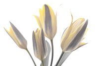 High key with yellow tulips