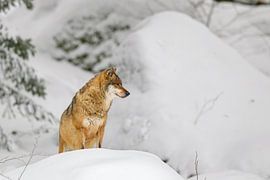 Loup (Canis lupus)