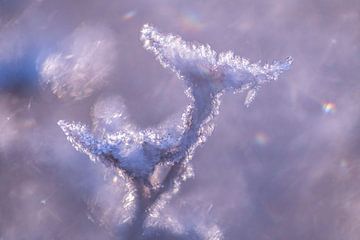 Branches with hoarfrost sparkle in the sunlight by Nanda Bussers