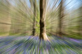 Baum unter Waldhyazinthen von Ed Klungers