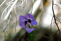 Violet Star