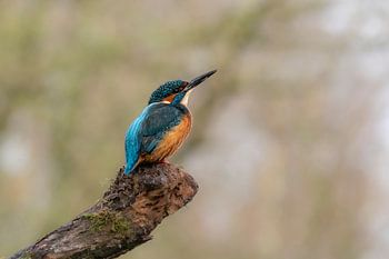 IJsvogel alert op rivalen