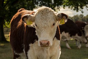 Koe in het licht