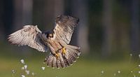 Peregrine Falcon in flight