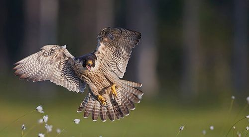 Rufender Wanderfalke von Beschermingswerk voor aan uw muur