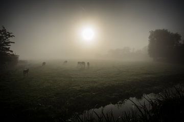 Koeien in de mist van Marco Bakker