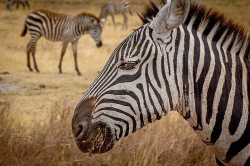 Zebra