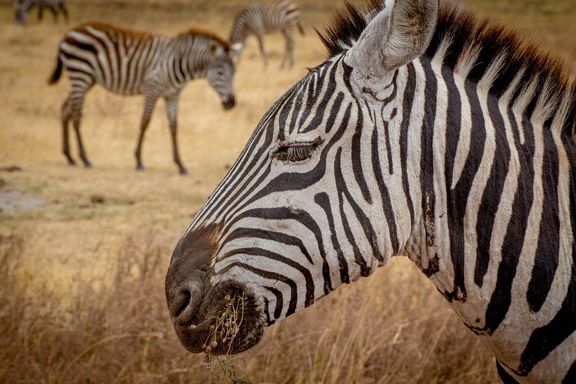 Zebra von Julian Buijzen