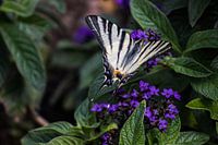 Butterfly on flowers