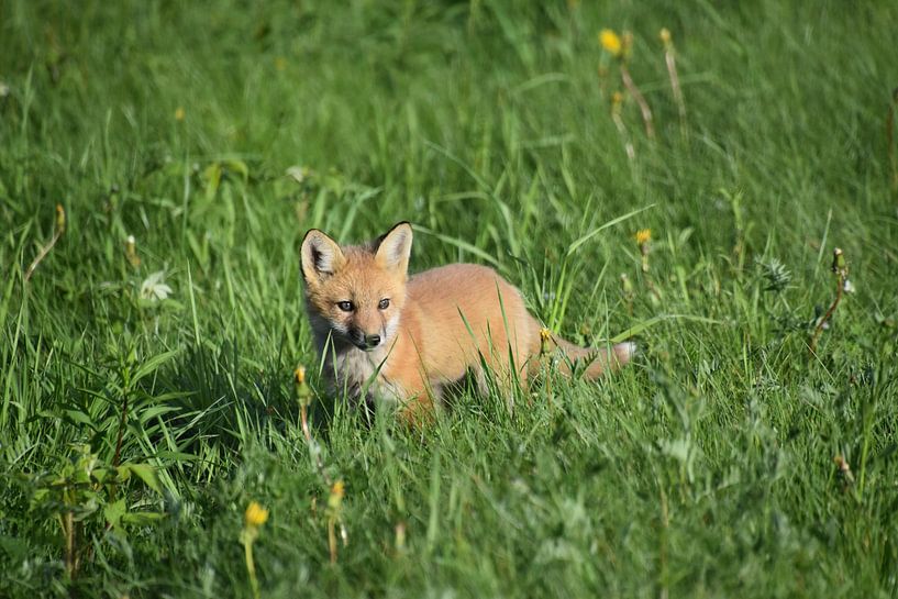 A young fox in a field by Claude Laprise