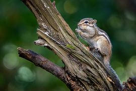 Écureuil de Sibérie