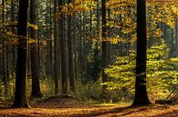 Couleurs d'automne dans la forêt de speulder par Ilya Korzelius Aperçu