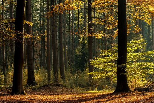 Herfstkleuren in het speulderbos