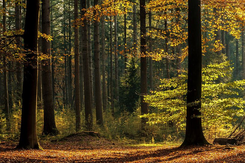 Couleurs d'automne dans la forêt de speulder par Ilya Korzelius